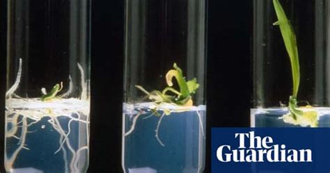 Gallery Gm Crops Environment The Guardian