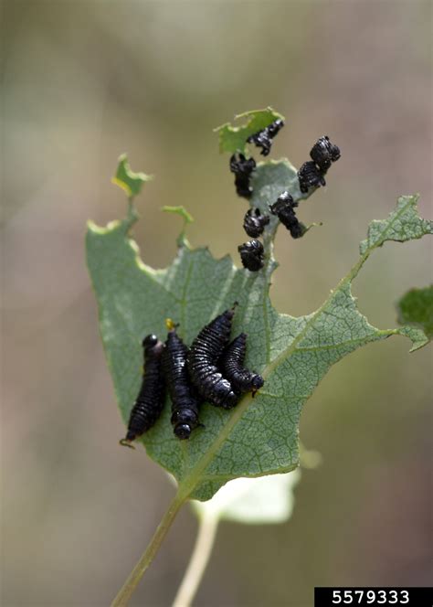 Large, black conks form around the affected area and cause sunken areas in the trunk. American aspen beetle (Gonioctena americana ) on quaking ...