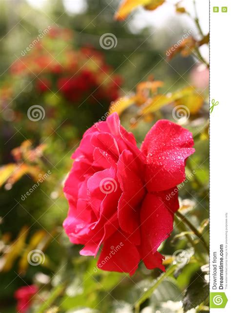 Red Rose With Rain Drops Close Up Photo Stock Photo