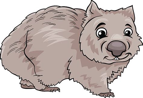 Wombat Illustrations Royalty Free Vector Graphics And Clip Art Istock