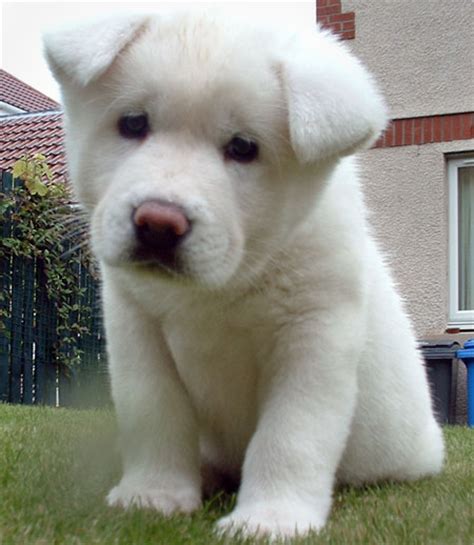 Akita Puppy Akita Inu Puppy Pictures