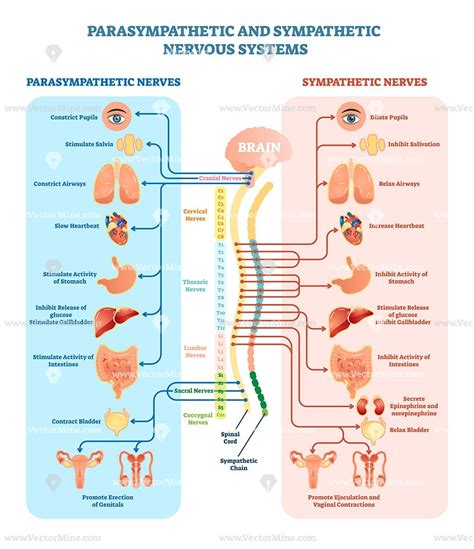 The central nervous system or cns include the brain and spinal cord. Human nervous system medical vector illustration diagram ...
