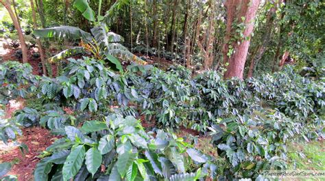 The era of 'one crop' sugar plantations ( the plantation owners were rich and everyone else was poor) in puerto rico lasted until the late 1930's. Hacienda Muñoz Coffee Plantation Agro-Tourism | Puerto Rico Day Trips Travel Guide