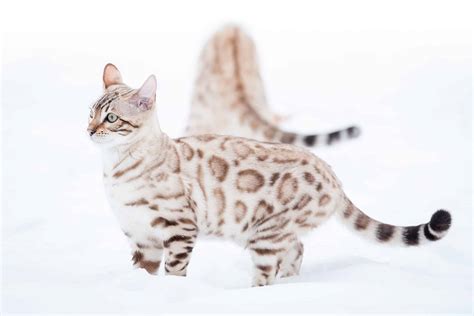 Bengal Cat Colors Rarest To Most Common A Z Animals