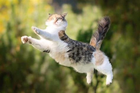 Why Do Cats Jump High When Scared The Simple Truth