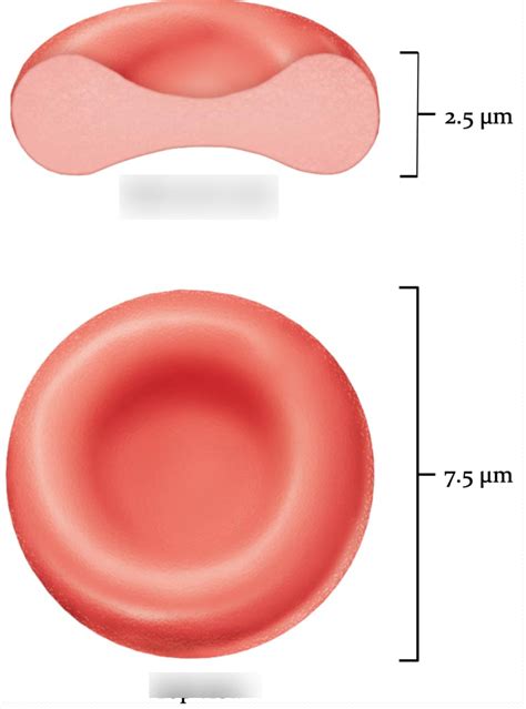 Red Blood Cells Diagram Clipart Best My Xxx Hot Girl
