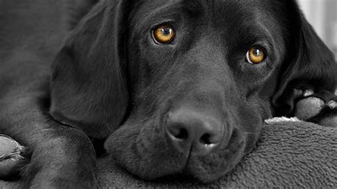 We have 67+ amazing background pictures carefully picked by our community. Labrador Dog wallpaper 6
