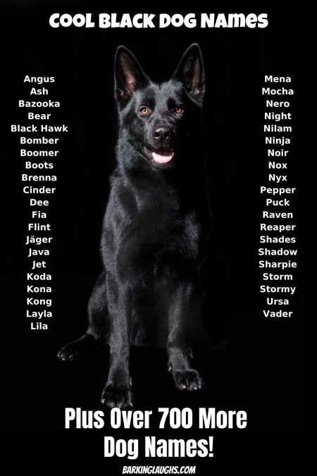 Dog Names For Black Dogs Male Inbabu