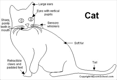 To hold your cat in your lap. Cat Printout- EnchantedLearning.com