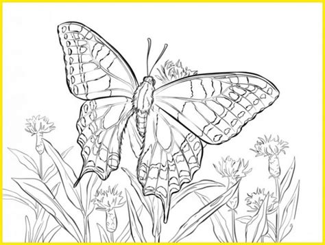 gambar sketsa kupu kupu indah cantik mudah dibuat
