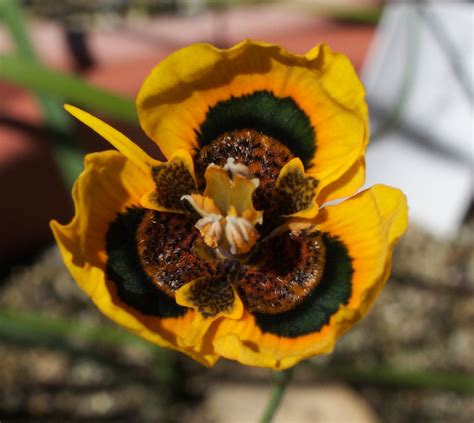 Growing Cool Plants Moraea Tulbaghensis