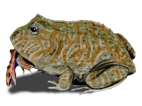How Cool Are These Extinct Amphibians 4 H Animal Science Resource Blog
