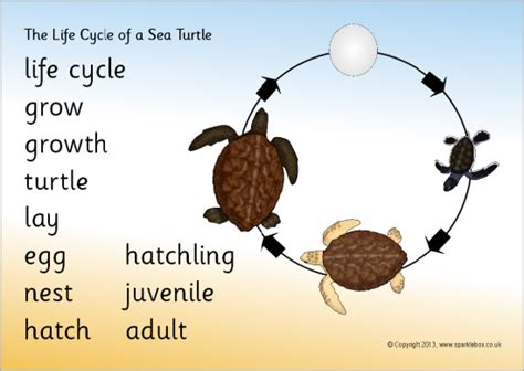 Life Cycle Of Turtle Diagram