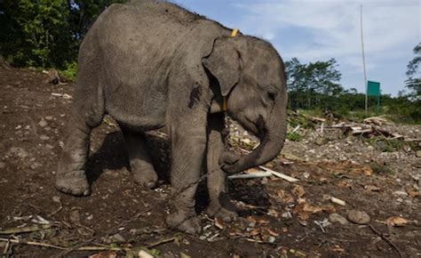 Palm Oils Forgotten Victims Sumatran Elephants Suffer In Rush For