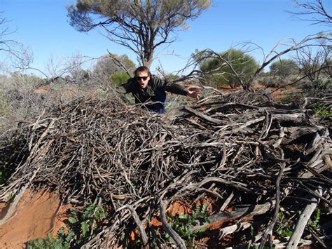 Stick Nest Rats Struggle To Stick It Out Through Increasingly Hot And