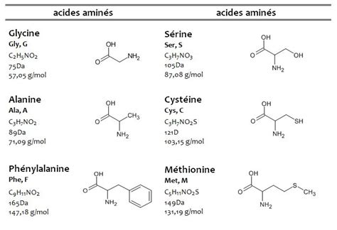 Protéines Structure Classification Et Acides Aminés