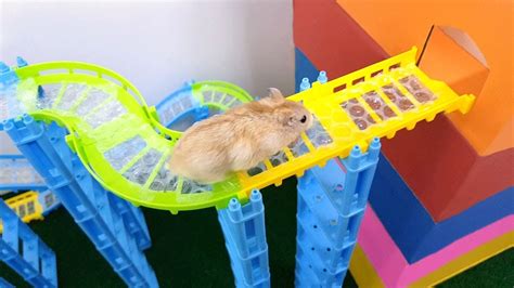 My Funny Pet Hamster In Track Maze Obstacle Course For Hamster Youtube