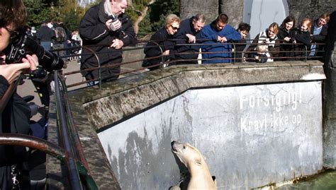 Drama I Københavns Zoo Mand Hoppede Ind Til Isbjørnene Bt Krimi