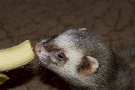 Ferret Pregnancy Stages Midnight Pets