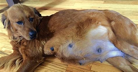 Its Amazing Pregnant Rescue Dog Gives Birth To 18 Puppies