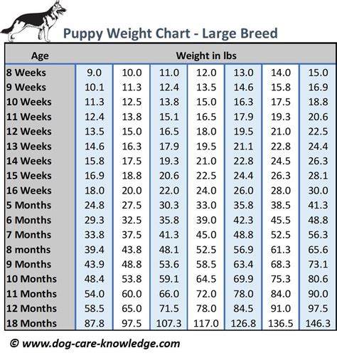 Mini Australian Shepherd Weight Chart