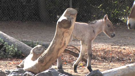 Denver Zoo Welcomes Przewalskis Horse Foal Youtube