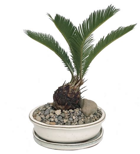 Sago Palm Bonsai In Bonsai Dishsaucerpebblesstone Easy To Grow 8