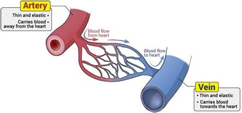 List Three Kinds Of Blood Vessels Of Human Circulatory System And Write