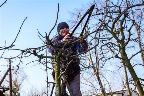 Gardener Is Cutting Branches Pruning Fruit Trees With Pruning Shears
