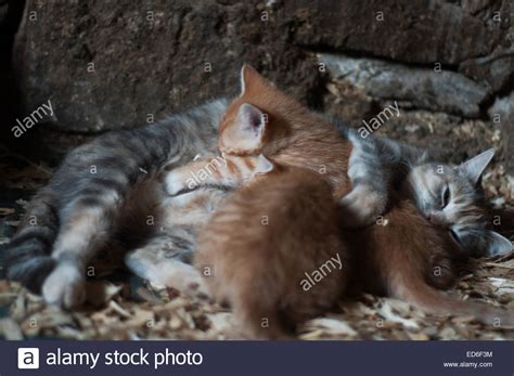 Kittens Feeding Of Mother Cat Stock Photo Alamy