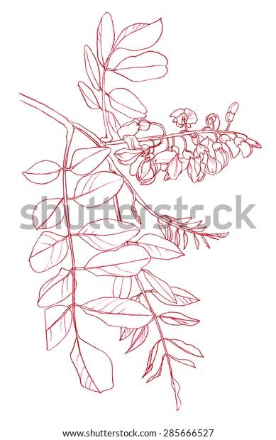 Flower Blooming Acacia Tree Pencil Drawing Stock Illustration 285666527