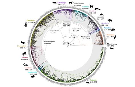 New Insights Into The Timeline Of Mammal Evolution With Precisely Dated