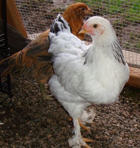 9 Week Old Light Brahma Pullet Or Roo Backyard Chickens Learn