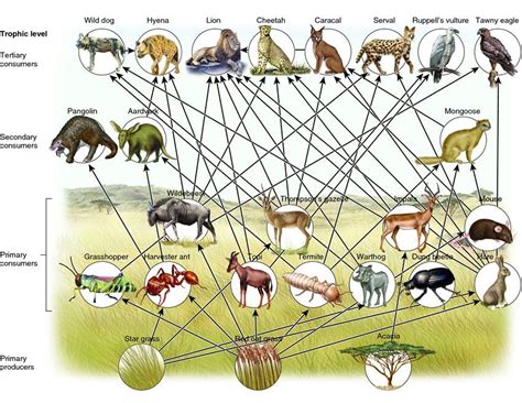 Complex Amazon Rainforest Food Web All Are Here