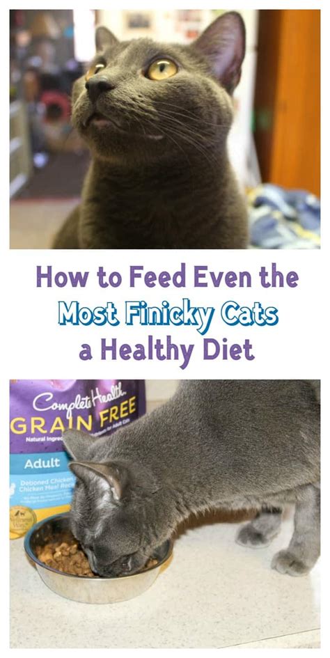 The higher water content in wet foods can you now have a general idea of how much food to feed a cat, but keep in mind that an individual's needs can vary by as much as 50 percent in either. How to Feed Even the Most Finicky Cats a Healthy Diet # ...