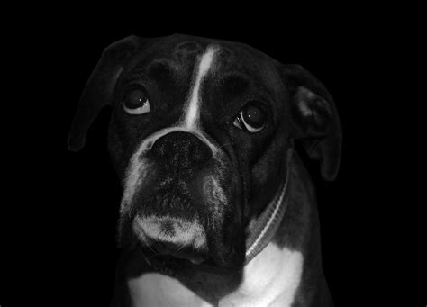 Free Images Black And White Puppy Animal Cute Canine Pet