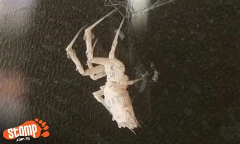 Guy Finds Rare White Spider In Home At Blk 242 Simei St 5