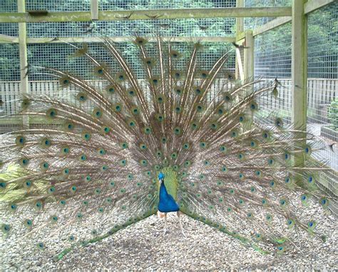 Peacock Peacock Displaying Jspwong88 Flickr