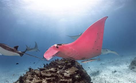 The First Ever Pink Manta Ray Was Found Swimming In The Great Barrier