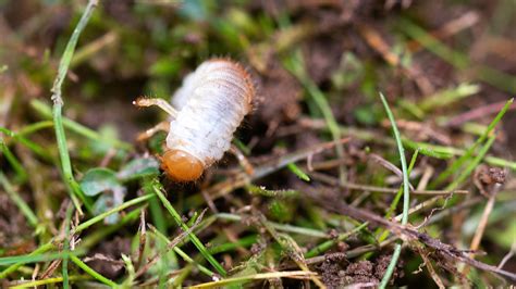 The Warning Sign That You Have A Grub Problem In Your Lawn