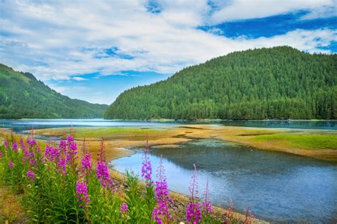 Alaskan Fireweed The Health Benefits Many Different Uses