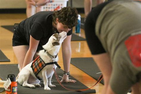 Petes Pet Posse Preps New Class Of Therapy Dogs News