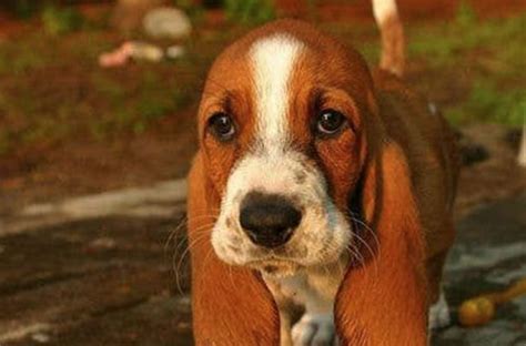14 Signs Youre A Crazy Basset Person The Dogman