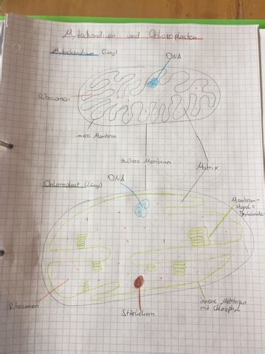 Biologie K1 KA1 Karteikarten Quizlet