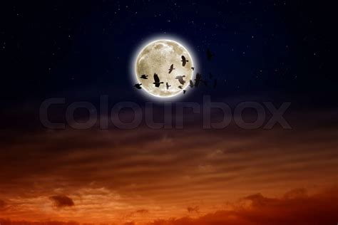 Full Moon Ravens Stock Image Colourbox