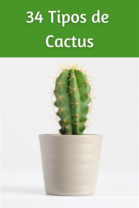 34 Tipos De Cactus Artofit