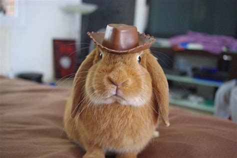 Animals Wearing Cowboy Hats Are Too Adorable To Miss Cutesypooh