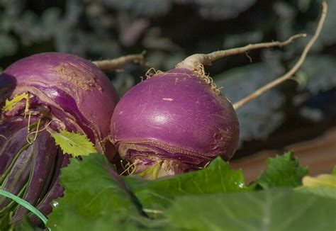 What Do Turnips Taste Like All You Need To Know About Turnips Food