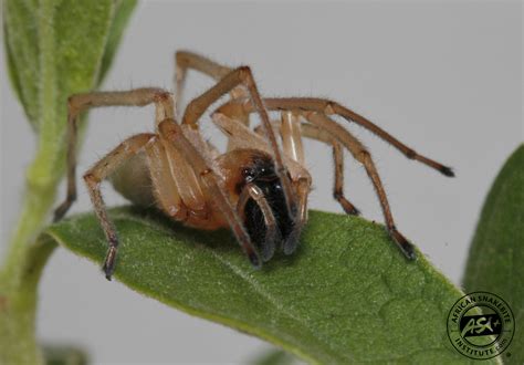 Sac Spider African Snakebite Institute