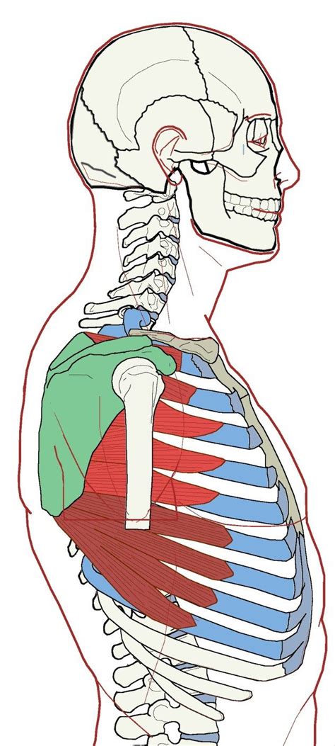 Chest muscle anatomy the pectoralis major muscles also known as the pecs are located on the front of the rib cage and form the major muscles of the chest. Serratus Anterior - Functional Anatomy | Chest muscles ...